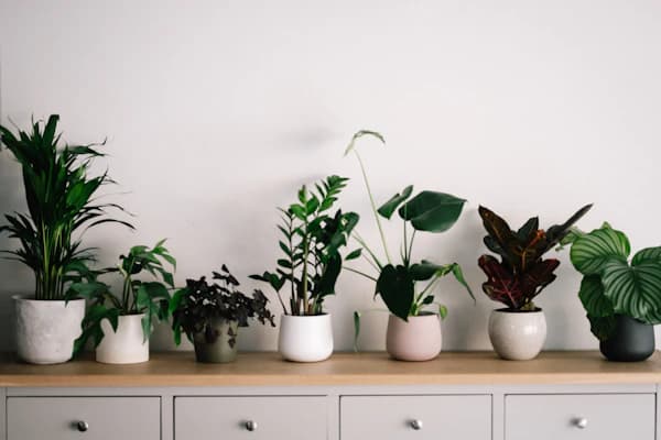 Des plantes d’intérieur en pots de céramique alignées sur un meuble blanc.